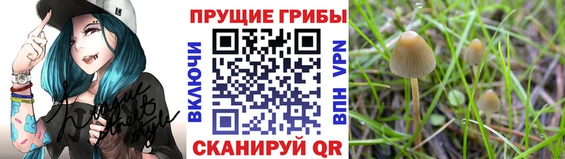 Псилоцибиновые грибы Psilocybe  Купить закладки  Миньяр 